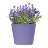 Tuin, Bloemen & Planten icoon